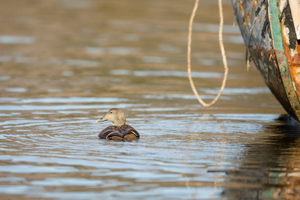 eider común - somateria mollissima - hembra nadando en agua de mar - wild abandon fotografías e imágenes de stock