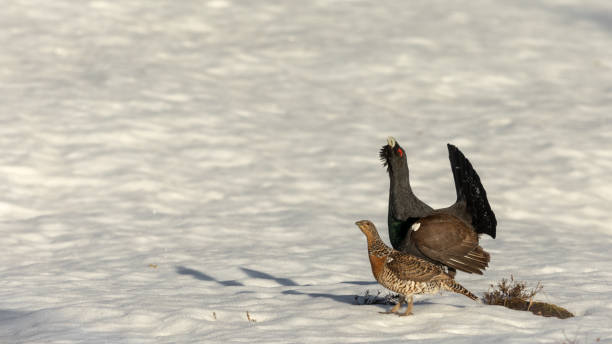 macho y hembra de urogallo occidental - tetrao urogallus - en la nieve - urogallo fotografías e imágenes de stock