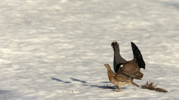 Male and female western capercaillie - Tetrao urogallus - in the snow Male and female wood grouse, or western capercaillie - Tetrao urogallus - walking on snow at the lek site in Norway. Copy space soft background tetrao urogallus stock pictures, royalty-free photos & images