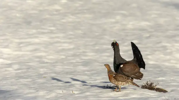 Male and female wood grouse, or western capercaillie - Tetrao urogallus - walking on snow at the lek site in Norway. Copy space soft background