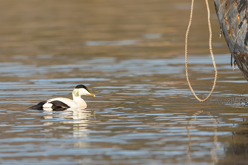 Common Eider - somateria mollissima - male bird swims in the sea water, Kristiansand in Norway. Old wooden ship visible in the corner. Copy space with natural soft background