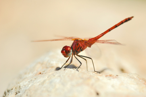 A macro shot of a red dragonfly standing on a white rock.