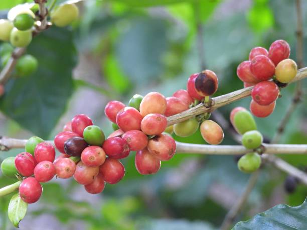 istock Arabian Coffee beans (Coffea arabica) also known as Mountain Coffee and Arabica Coffee 1344026156