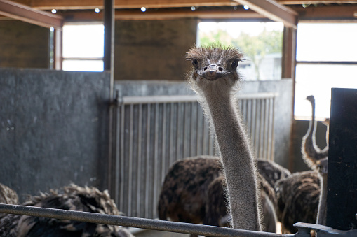 ostrich looks into the camera