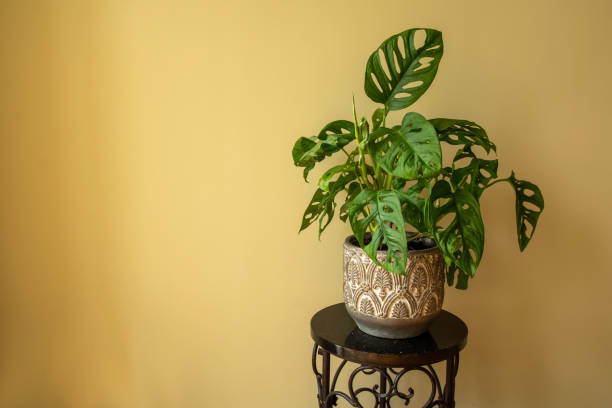 istock Monstera Swiss cheese plant or Monstera Monkey Mask 1344030242