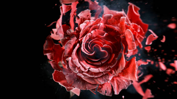 Freeze motion of red rose frozen and exploding, close-up.
