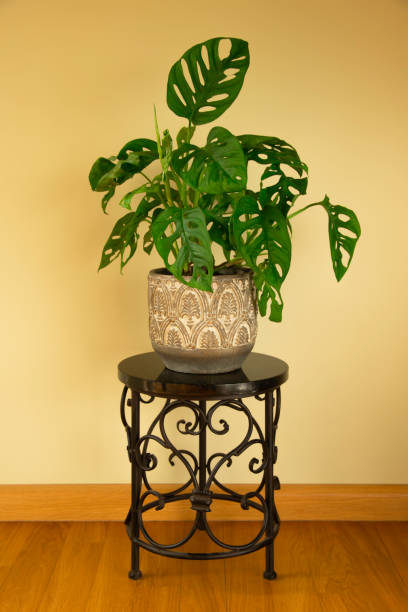 istock Monstera Swiss cheese plant or Monstera Monkey Mask 1344030355