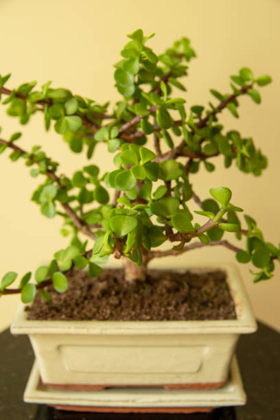 istock Bonsai Portulacaria Afra 1344030550