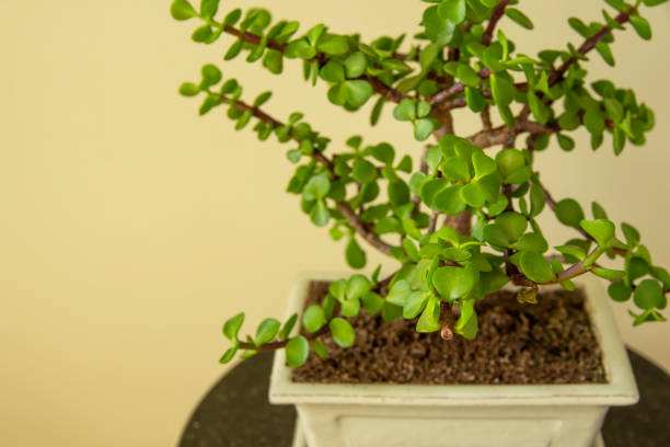 istock Bonsai Portulacaria Afra 1344030558