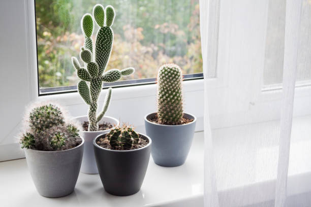 istock Potted cacti on the windowsill in the room 1344031516