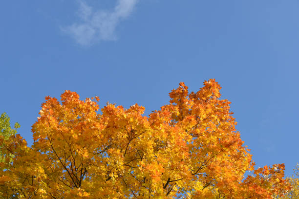 istock Yellow maple leaves on maple and blue sky. 1344031578