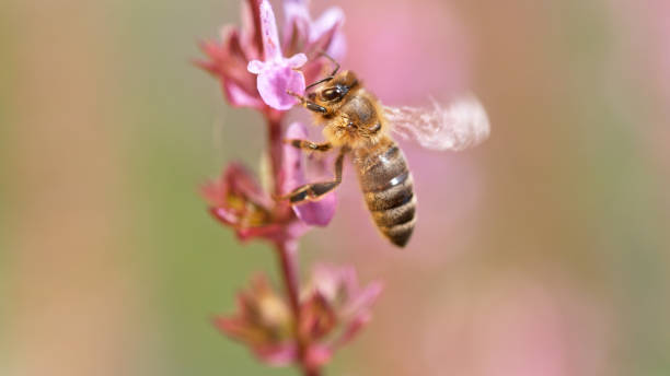 istock Flying bee gathering pollen from lavender flowers. 1344031579
