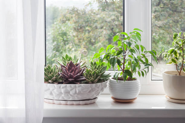 istock Window with white tulle and potted plants on windowsill 1344031870