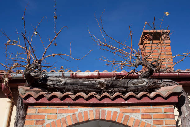 istock Old grapevine branch enclosing village house entry 1344034051