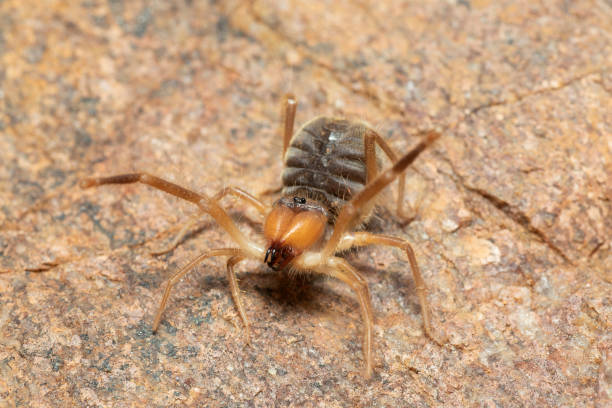 solifuge o araña camello, panna, madhya pradesh, india - madhya fotografías e imágenes de stock