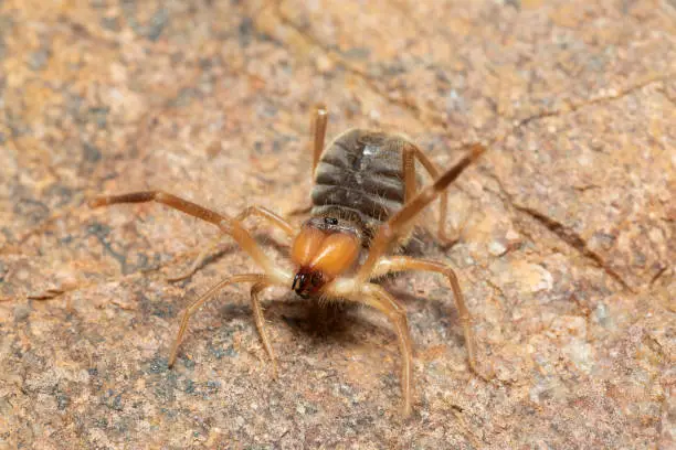 Photo of Solifuge or camel spider, Panna, Madhya Pradesh, India