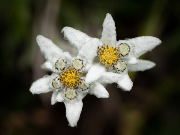 istock An edelweiss flower in the Austrian alps 1344036149