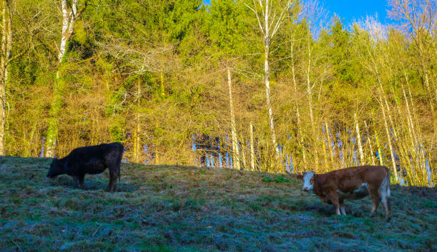 istock Cows on Pasture in Black Forest Autumn 1344036590