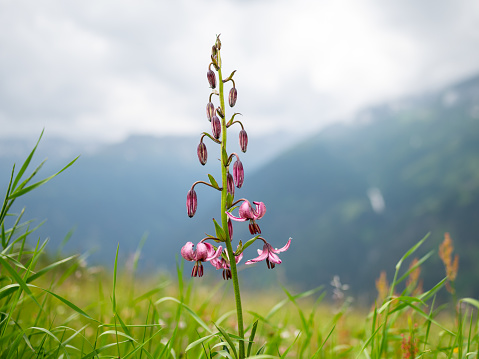 Closeup of a martagon lily (Lilium martagon) in the Austrian alps, cloudy day in summer
