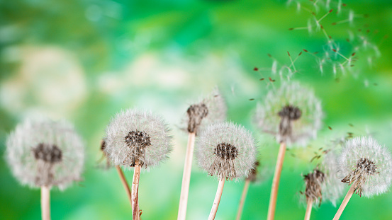Macro Shot of Dandelion Seeds Being Blown isolated on Green Background