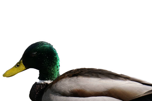 istock Male Duck in Front of white Background 1344038214