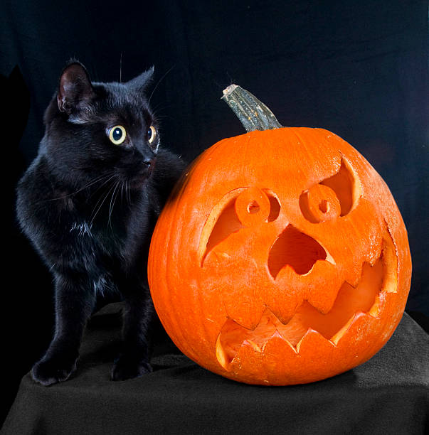 istock Black cat on a dark background with orange pumpkin close 134403849