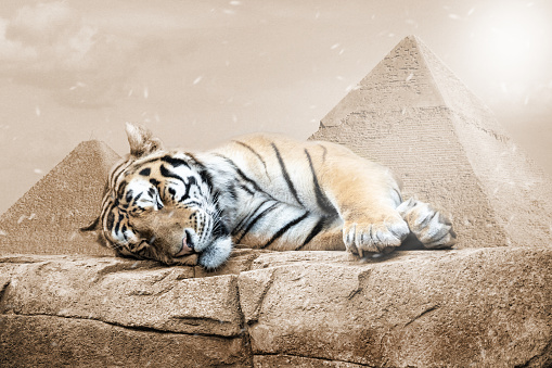 orange white tiger sleeping on a rock in background pyramids warm colored picture, symbol image for animal protection and beauty of wildlife