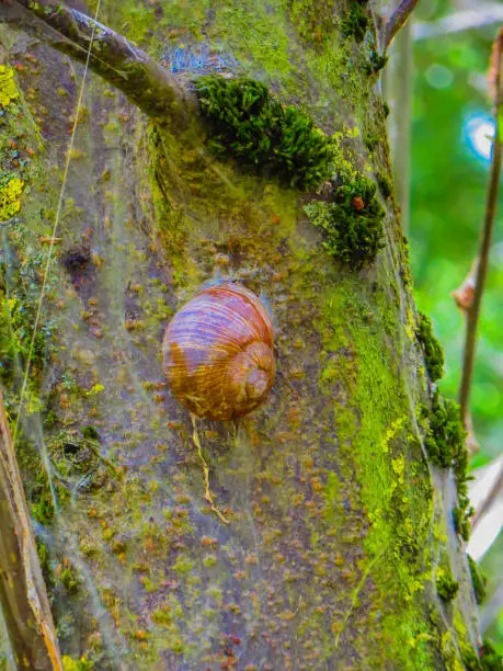 Photo of Snail on a Tree Trunk