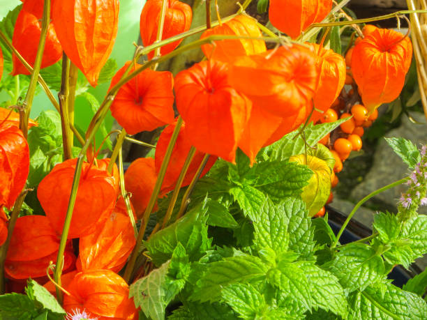 istock Physalis and Peppermint Plant in Sunlight 1344039359