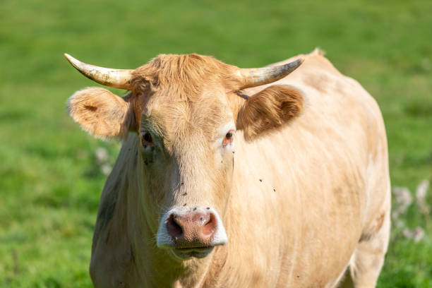 istock Close up on the head of a cow 1344041329