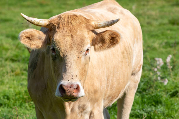 a close up on the head of a cow with flies in Germany