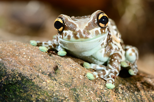 Amphibians portraits: toads and frogs studio shots. Common frog Rana temporaria