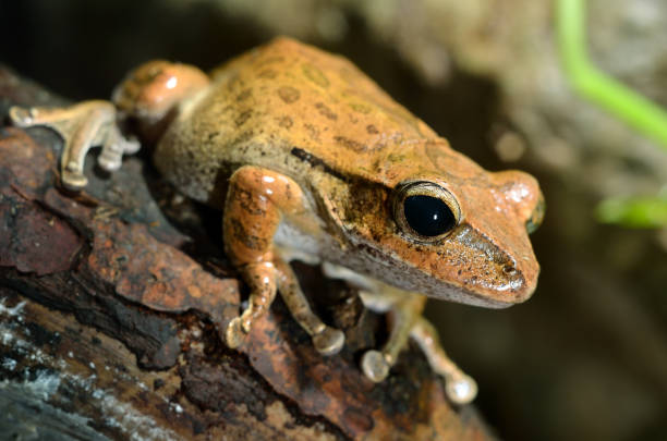 istock frog in terrarium brown 1344041525