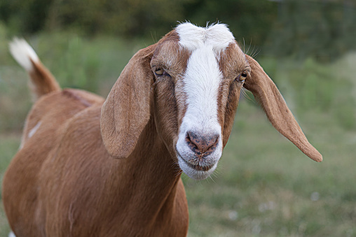 Brown and White Nubian Goat with Long Ears Looking At Camera