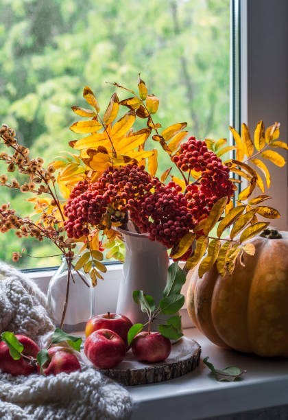 bodegón de otoño en la ventana: un ramo de ceniza de montaña, calabaza, manzanas y una manta de punto. acogedor interior de la casa - fall bouqet fotografías e imágenes de stock