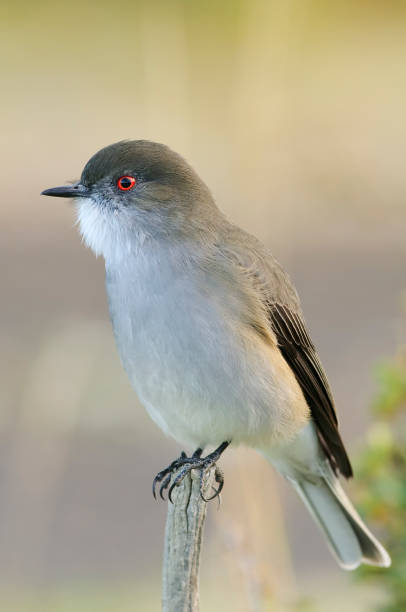 istock Bird - Torres del Paine National park 1344042550