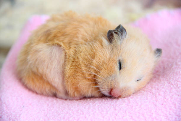 Syrian hamster sleeps on pink blanket close-up Syrian hamster sleeps on a blanket close-up rodent bedding stock pictures, royalty-free photos & images