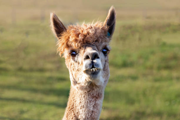 istock Portrait of alpaca 1344043349
