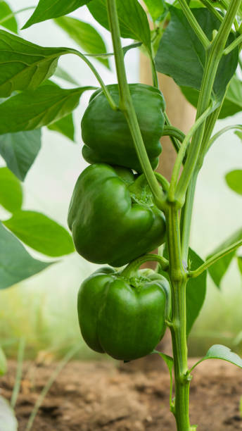 los pimientos dulces maduran en un arbusto en un invernadero. jardín. - pepper bell pepper growth ripe fotografías e imágenes de stock