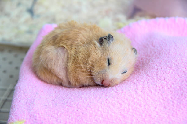 Syrian Hamster Stock Photos, Pictures & Royalty-Free Images - iStock
