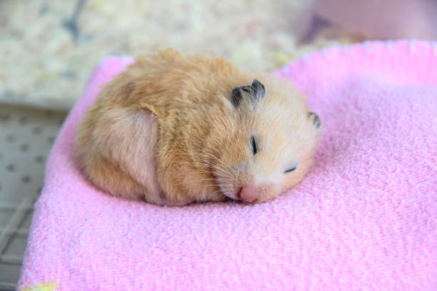 Syrian hamster sleeps on pink blanket Syrian hamster sleeps on a blanket rodent bedding stock pictures, royalty-free photos & images