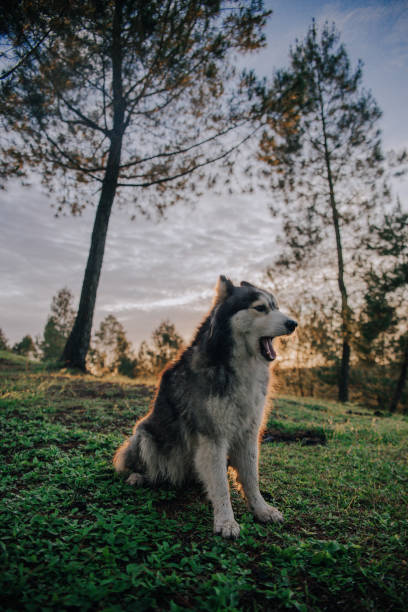 istock Siberian husky in the morning 1344044857