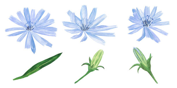 チコリブルーライラックの花は、白い背景に隔離された開閉芽。水彩画の手描きのイラスト。ハーブカード、医療デザインに最適です。 - white background horizontal close up vegetable点のイラスト素材／クリップアート素材／マンガ素材／アイコン素材