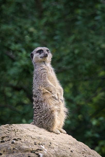 Meerkat on watch
