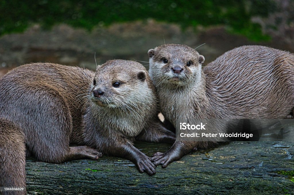 A pair of otters showing affection A pair of otters showing affection, otterly love Otter Stock Photo