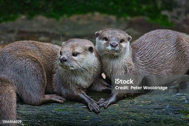 A Pair Of Otters Showing Affection Stock Photo - Download Image Now - Otter, UK, Aquarium