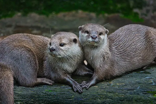 Photo of A pair of otters showing affection