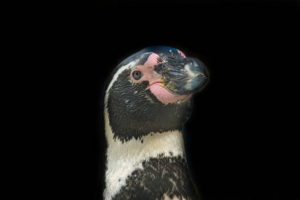 istock close up of a humboldt penguin 1344046104