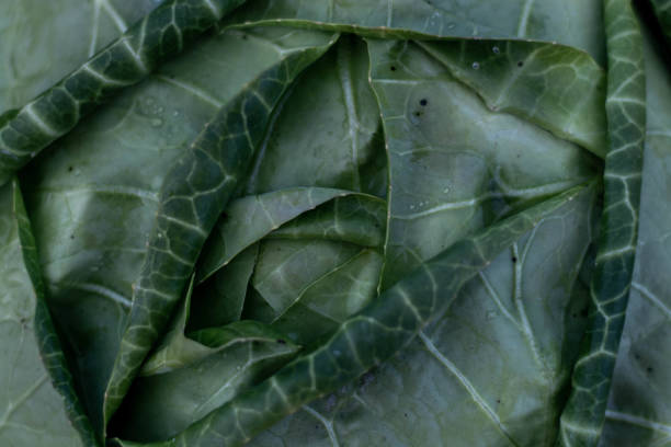 istock Soft focus of Big cabbage in the garden 1344049460