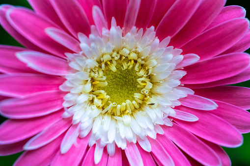 Extreme close-up macro photo of a pink, white and yellow flower in bloom.